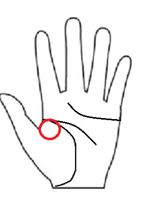 手相　第1火星丘　場所　画像　手相後藤